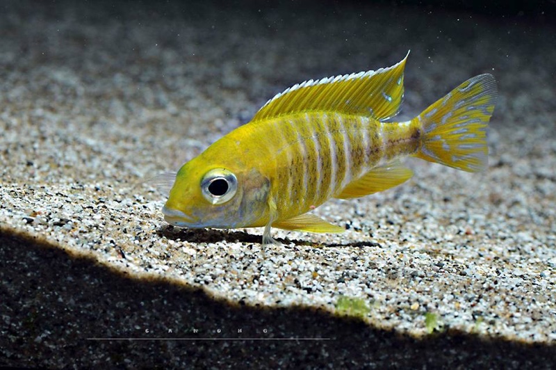 Aulonocara baenschi 'Nkhomo reef'